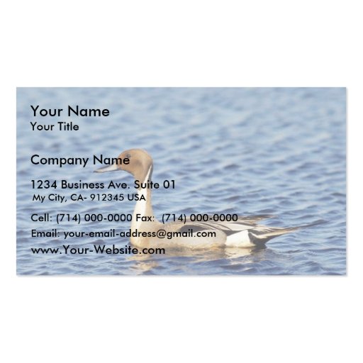 Pintail Duck Drake Business Card Templates