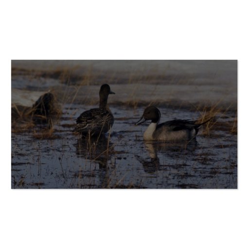 Pintail Duck Pair Business Cards (back side)