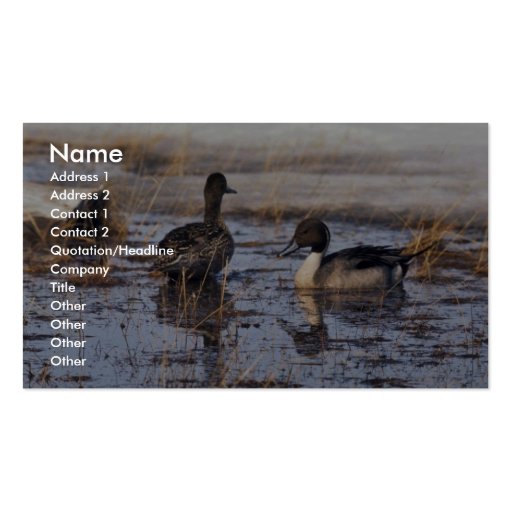 Pintail Duck Pair Business Cards (front side)