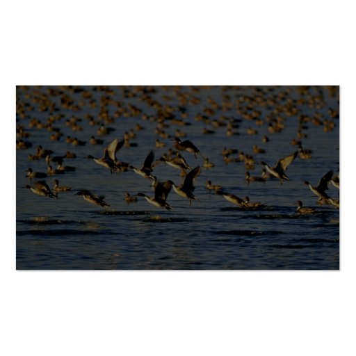 Pintails Business Cards (back side)
