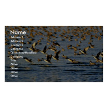 Pintails business cards