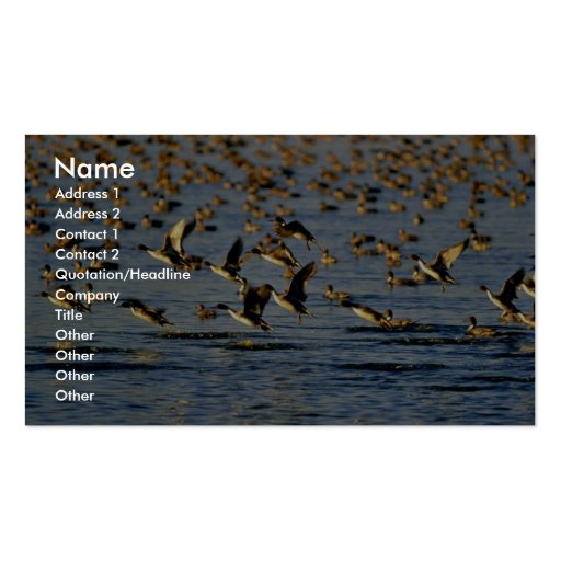 Pintails Business Cards (front side)