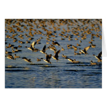 Pintails Greeting Card