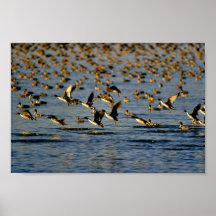 Pintails Posters