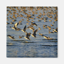 Pintails Refrigerator Magnets