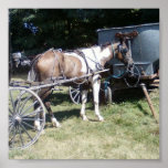 Pinto Amish Horse Posters