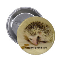 pinto baby pin