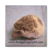 pinto bandit magnet by hedgehogworld pinto bandit magnet