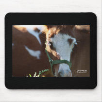 Pinto close up mousepads
