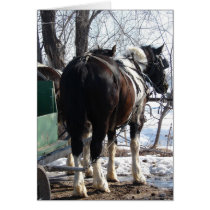Pinto Draft Horses cards