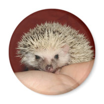 Pinto face magnet by hedgehogworld Pinto face magnet
