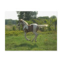 Pinto Filly Postcard by mftmom Pinto Filly Postcard