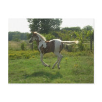 Pinto Filly Postcard