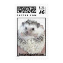 pinto hedgehog stamp