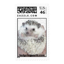 pinto hedgehog stamp by hedgehogworld pinto hedgehog stamp