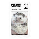 pinto hedgehog stamp