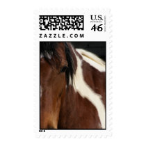 Pinto horse postage stamps