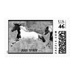 Pinto Horse Postage Stamps