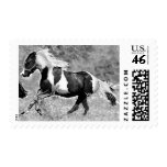 Pinto Horse Postage Stamps