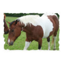 Pinto Horse posters by sharpcreations Pinto Horse posters
