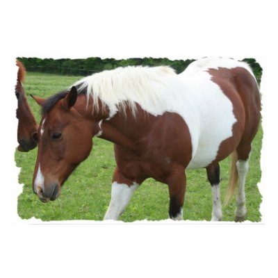 Pinto Horse Poster by sharpcreations