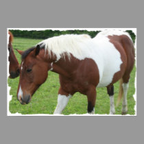 Pinto Horse posters by sharpcreations Pinto Horse posters