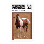 Pinto Horse USPS Stamp #1