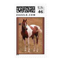 Pinto Horse USPS Stamp #1