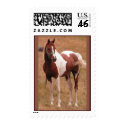 Pinto Horse USPS Stamp #1