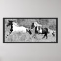Pinto Horses Large Print