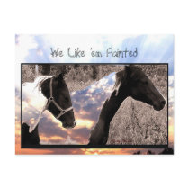 Pinto Horses Postcard