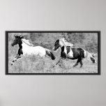 Pinto Horses Print