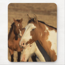 Pinto in Herd mousepads