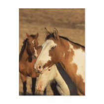Pinto in Herd postcards