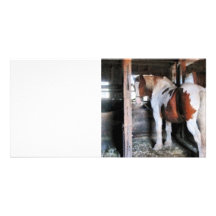 Pinto Looking Back Customized Photo Card