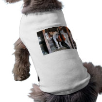 Pinto Looking Back Pet Clothes