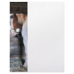 Pinto Looking Back Letterhead