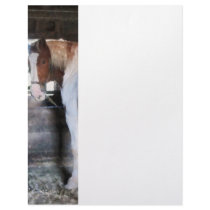 Pinto Looking Back Letterhead