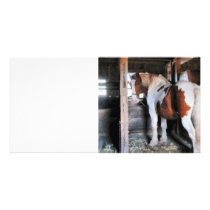 Pinto Looking Back Customized Photo Card
