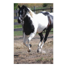Pinto Paint Horse Stationery