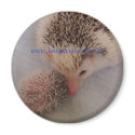 pinto pair magnet by hedgehogworld pinto pair magnet