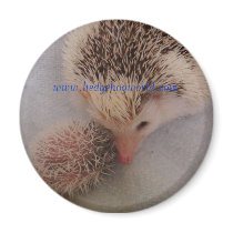 pinto pair magnet