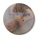 pinto pair magnet