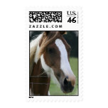 Pinto Pony Postage Stamp