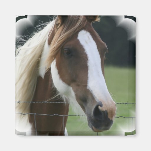 Pinto Pony Square Apron Refrigerator Magnet