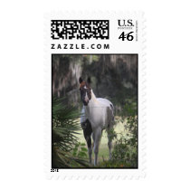 Pinto Postage Stamp