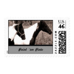 Pinto Postage Stamp