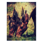 Pintos Post Cards