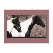 Pintos Postcard