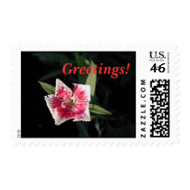 Pinwheel Flower postage by mmargot Pinwheel Flower postage
